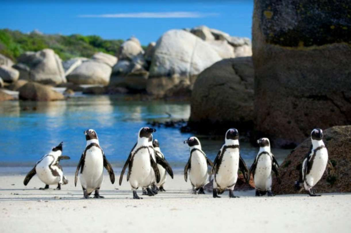 Cape Point and Boulders Beach lower rates for locals